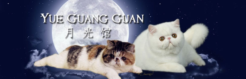 yueguangguancats